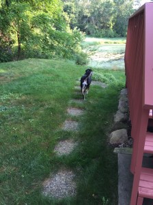 Here is Choppy going into the backyard for the first time. I think she is a little overwhelmed with her sudden good fortune.