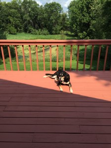 Choppy, not surveying her new domain (probably because she thinks I am going to give her a treat, so it is best to face my direction rather than that of the backyard).