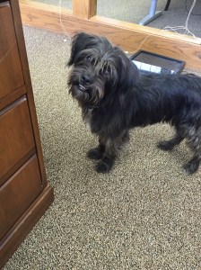 This is not Choppy, but Rosie, one of the other office dogs. She has gone from a shy new rescue a few weeks ago to a bold little lady (I'm pretty sure she is wondering where her treats are here).