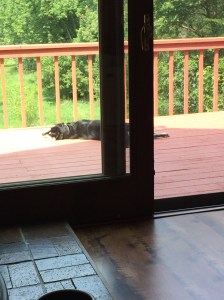 Choppy definitely needed a nap after all the moving this week. I am very jealous.