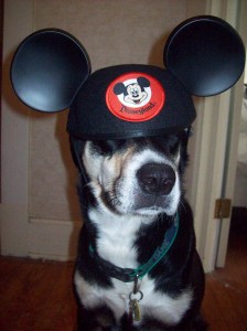 My owner went to Disneyland and all I got was this lousy set of Mickey Mouse ears.