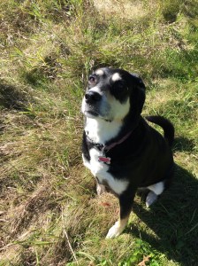 And this is an annoyed dog who has finally looked at me after about 100 attempts at getting her to do so. A trip to the dog park does not do much for one's confidence in your dog's love of you.