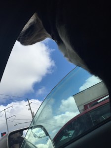 Things I should probably not do: get creative with the camera while sitting at a stop light and waiting for it to turn green.