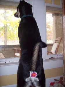 This is a butt cover. No more visible hole!