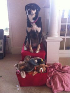 Choppy with her toys (the box she is sitting on is filled with them). And she only has more now...