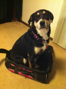 Choppy will probably not be going anywhere in this particular suitcase.