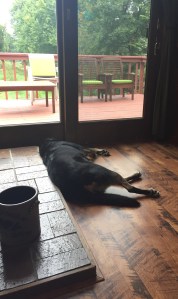 Here she is napping rather than going outside for some exercise.