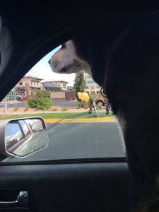 And you certainly can't nap when in the car. You might miss a chance to bark at a bicyclist or a dog.