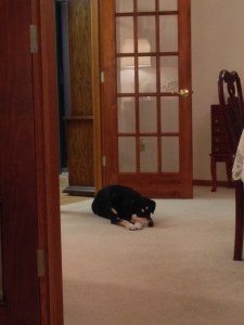It's not all napping around here. This is Choppy at my parents' house, sneaking into a room she is not allowed in (see where the carpet starts? That's where she is supposed to stop).