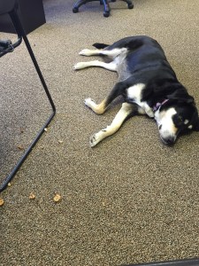 Here she is attempting to nap at the office. I'm blaming this nap on the wine cork she had consumed, the remains of which are strewn about her.