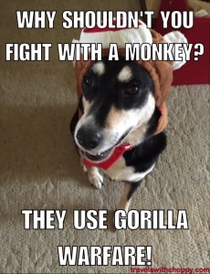 Why shouldn't you fight with a monkey? They use Gorilla Warfare!