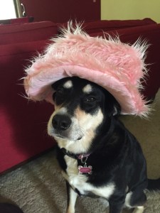 Choppy just hopes that any holiday I make up doesn't involve clothing for her.