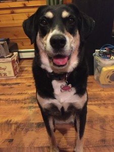 Lest you think Choppy only sleeps these days, nope. Here she is hoping I will give her some food (it's a common theme among the dogs in my life).