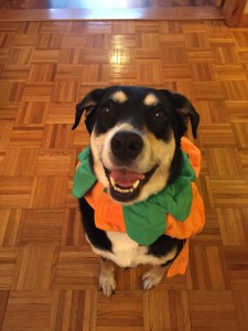 I don't have a "Where's Choppy?" picture today, but this preview of Monday's Bad Jokes post will hopefully make up for it.