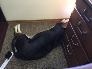 On the job and napping. Without a head, apparently.