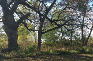 Choppy isn't in this picture, but she was right next to me when I took it. In there somewhere is an almost-impossible-to-find turkey. Camouflage in real life!