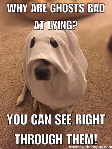 Why are ghosts bad at lying? You can see right through them.