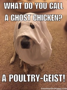 What do you call a ghost chicken?  A poultry geist!