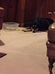 At my parents' house, and Choppy is once again sneaking into a room where she is not allowed.