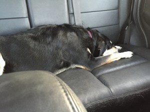 We didn't even make it to work earlier this week before Choppy decided she needed a nap in the car.
