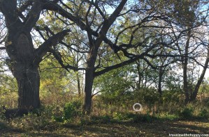 Look for the eye and beak in the circle (and yes, it was almost impossible to find it).