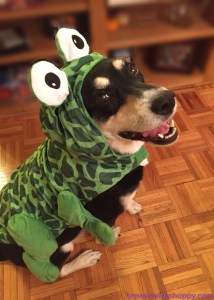 Things to be aware of this Reptile Awareness Day: frogs are not reptiles. They are amphibians.