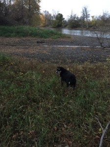 This is on the river behind our house. We haven't had much rain lately, so the river level is down a bit. Usually, all that black soil is covered by water.