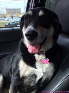 It's not all sleeping around here. Sometimes it's sitting around in the car with a dumb look on one's face (note: I'm talking about me. Not Choppy).