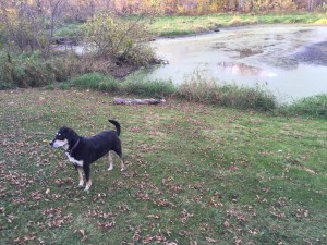 Things that are gross include, but are not limited to, the pond in our backyard right now.