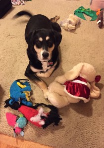 I am not sure I have ever seen Choppy sit like this before (but I can't be bothered to go back and look through the pictures I have to check it, so I will just have to assume I am right on that one).