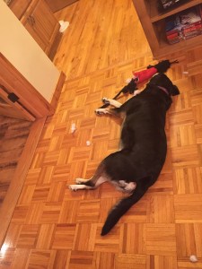 It wouldn't be a Week in Review post without a picture of Choppy asleep.