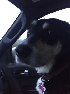 The look I get when I suggest she can keep her head inside during a rain storm.