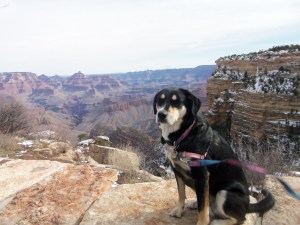 Choppy at the Grand Canyon