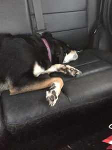 As always, it's not a week in review if Choppy isn't sleeping in it somewhere!