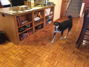 Blurry, running Choppy! It's not because she is fast (because she most definitely isn't fast), but because I am not good at taking action shots!