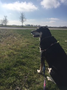 Choppy and I took an unexpected trip to Illinois this week. It's flat.