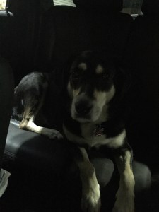 It gets dark so early now. Here's Choppy in the light of a streetlight. It's probably about 2:30 in the afternoon (that's only a slight exaggeration).