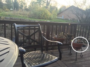 Here's Choppy - Nov. 6