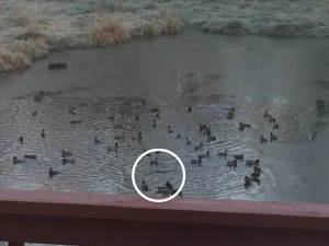 It's like the "Where's Choppy" posts, except you don't need to zoom in or wait until Tuesday to figure it out.
