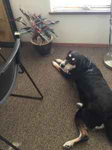 Choppy went to work almost every day this week. You can tell she made herself at home, because this is not my office.