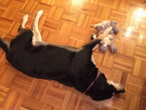 Our weekly sleeping dog. This week, she protects her toy.