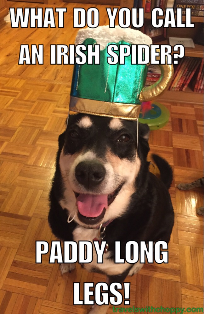 Bad Jokes: St. Patrick's Day Edition – Travels with Choppy