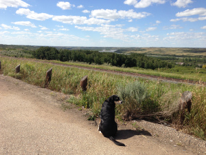 Because everything we had seen for two days was flat, the moment there was a chance to take pictures with something not flat (the Saskatchewan River Valley), I jumped at it.