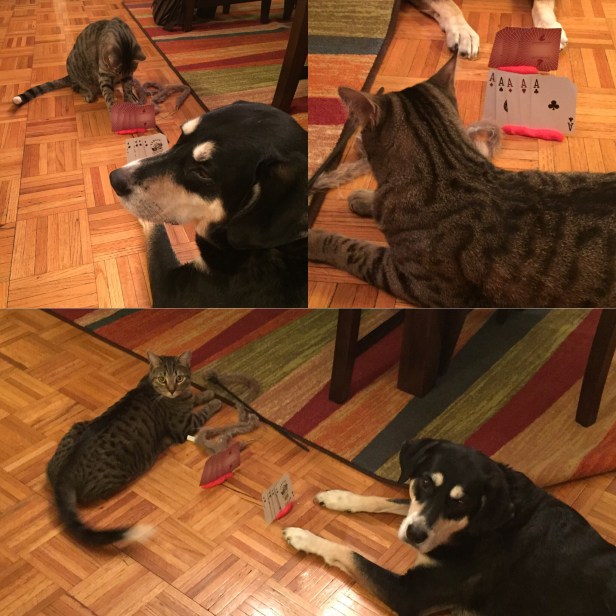 9748add6-ba7c-4923-bf96-0ccae44cbdee