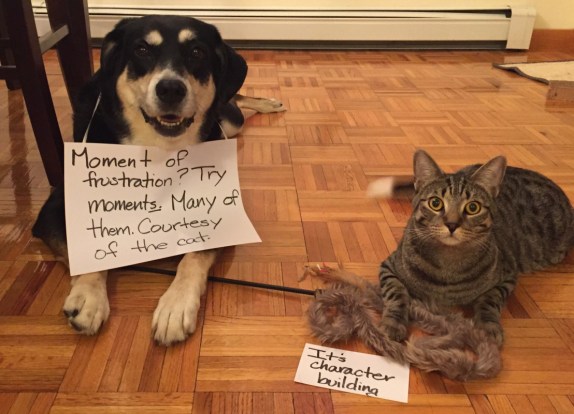 Choppy - Moment of Frustration