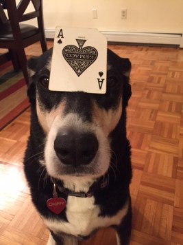 Choppy &amp; Ace of Spades