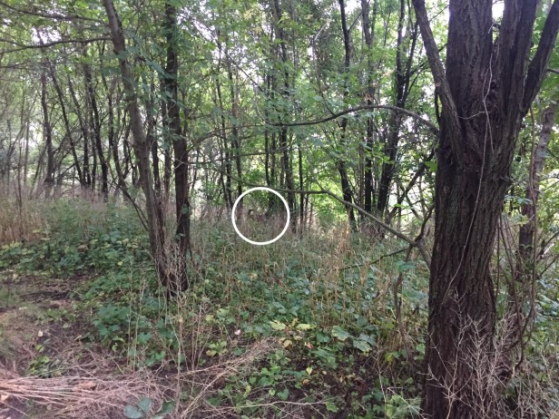 03734e9f-22f2-4180-b408-4151465f4f2e