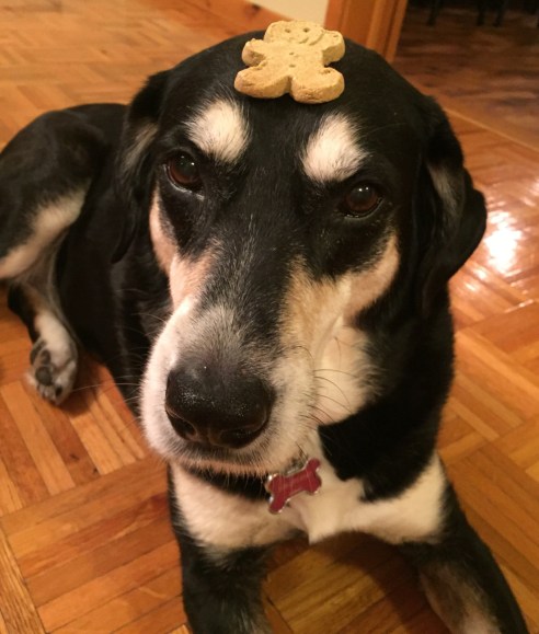 Cookie Exchange Dog