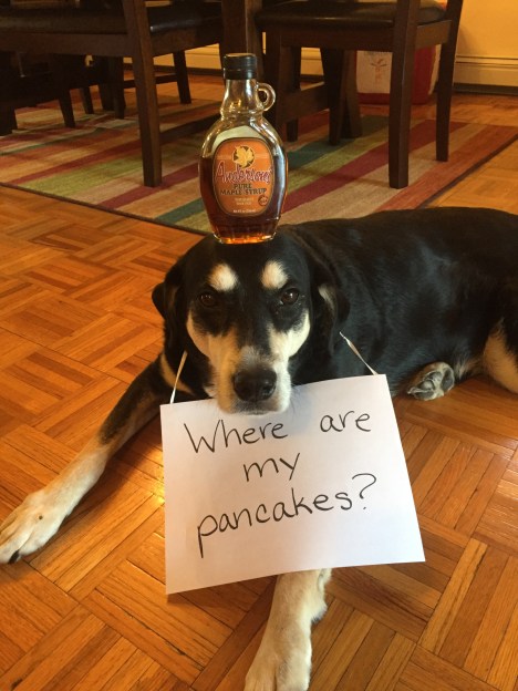 Maple Syrup Dog