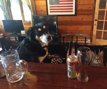 Pets at Bar